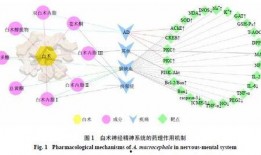 白术机制爆料最新,传统中药的现代科学解析