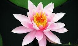 莲花在线最新同城爆料,同城新鲜事速递