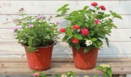 声控主播爆料视频大全最新,揭秘视频大全背后的精彩瞬间