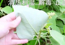 树叶白姨最新爆料,娱乐圈幕后真相大曝光！