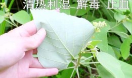 树叶白姨最新爆料,娱乐圈幕后真相大曝光！