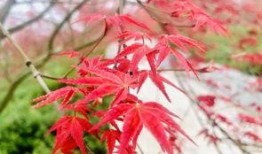 枫丹植物爆料最新消息是真的吗,最新消息真实性揭秘