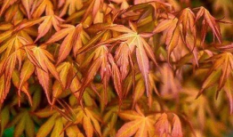 枫丹植物爆料最新消息是真的吗,最新消息真实性揭秘